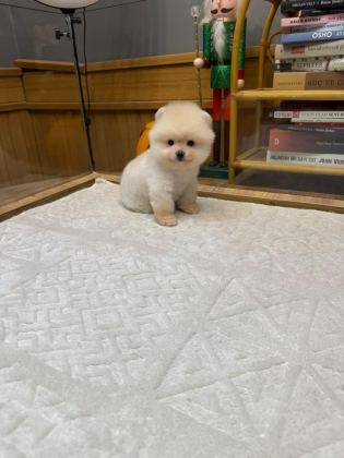 POMERANİAN BOO YAVRULARIMIZ İÇİN ULAŞIN