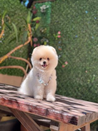 POMERANİAN BOO KÖPEĞİ