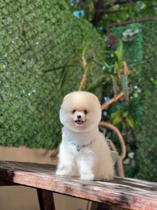 POMERANİAN BOO KÖPEĞİ