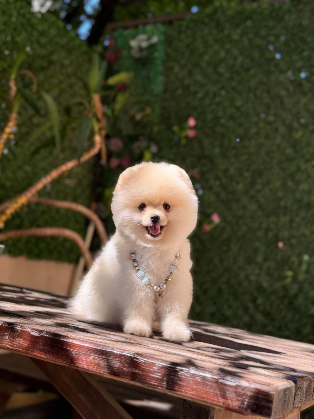 POMERANİAN BOO KÖPEĞİ