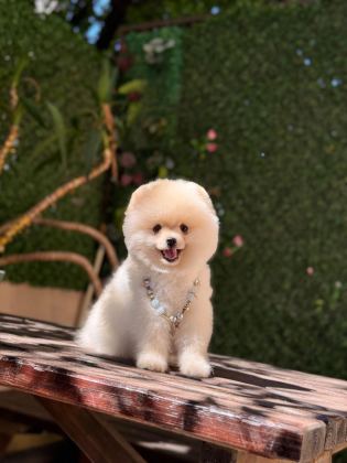 POMERANİAN BOO KÖPEĞİ