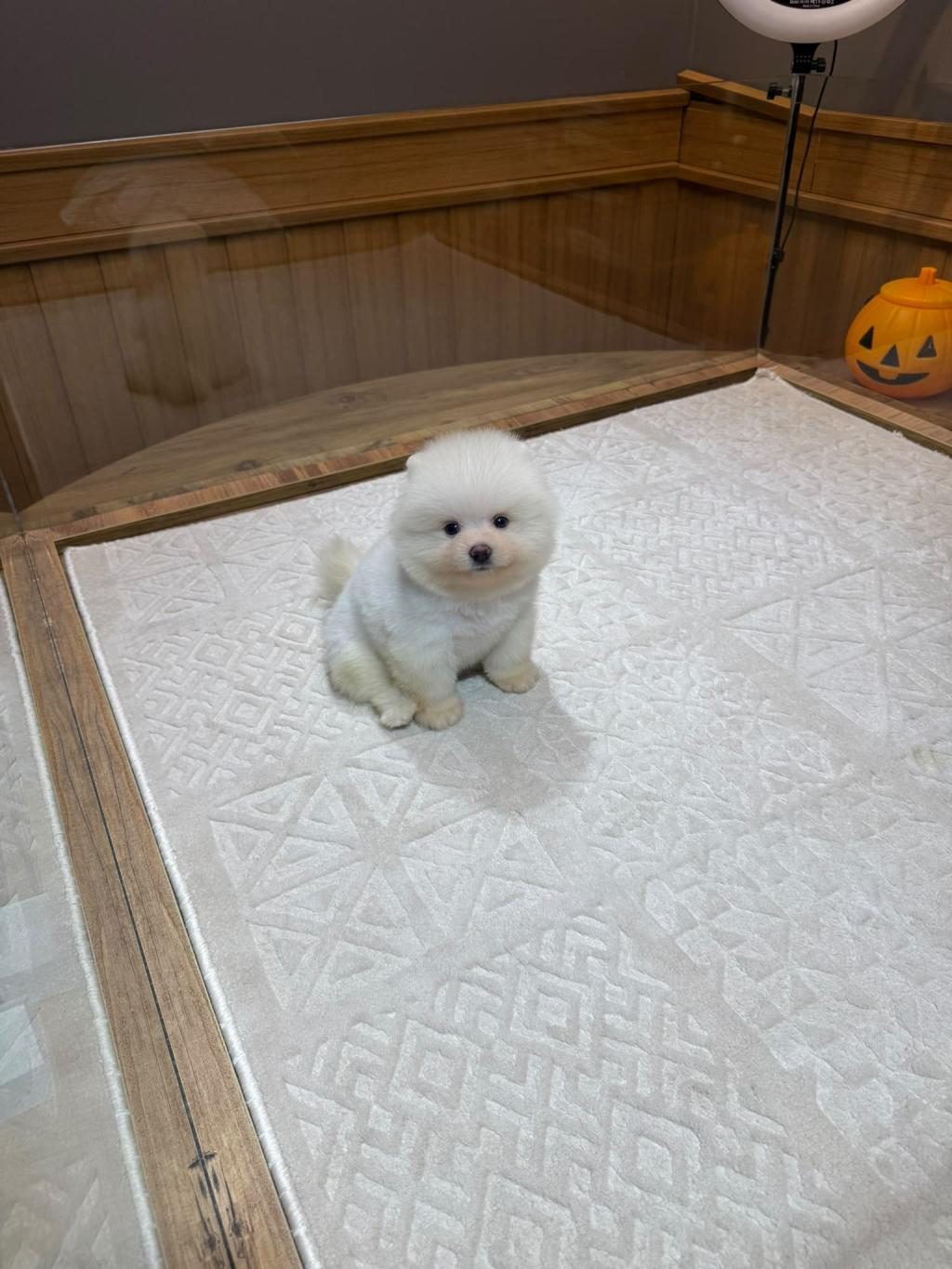POMERANİAN BOO YAVRULARIMIZ İÇİN ULAŞIN