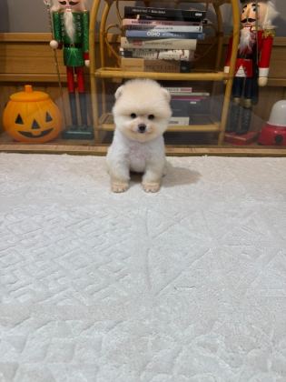POMERANİAN BOO YAVRULARIMIZ İÇİN ULAŞIN