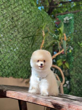 POMERANİAN BOO KÖPEĞİ