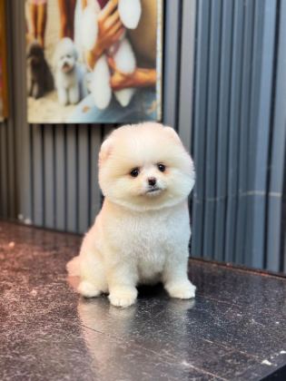 POMERANİAN BOO KÖPEĞİ