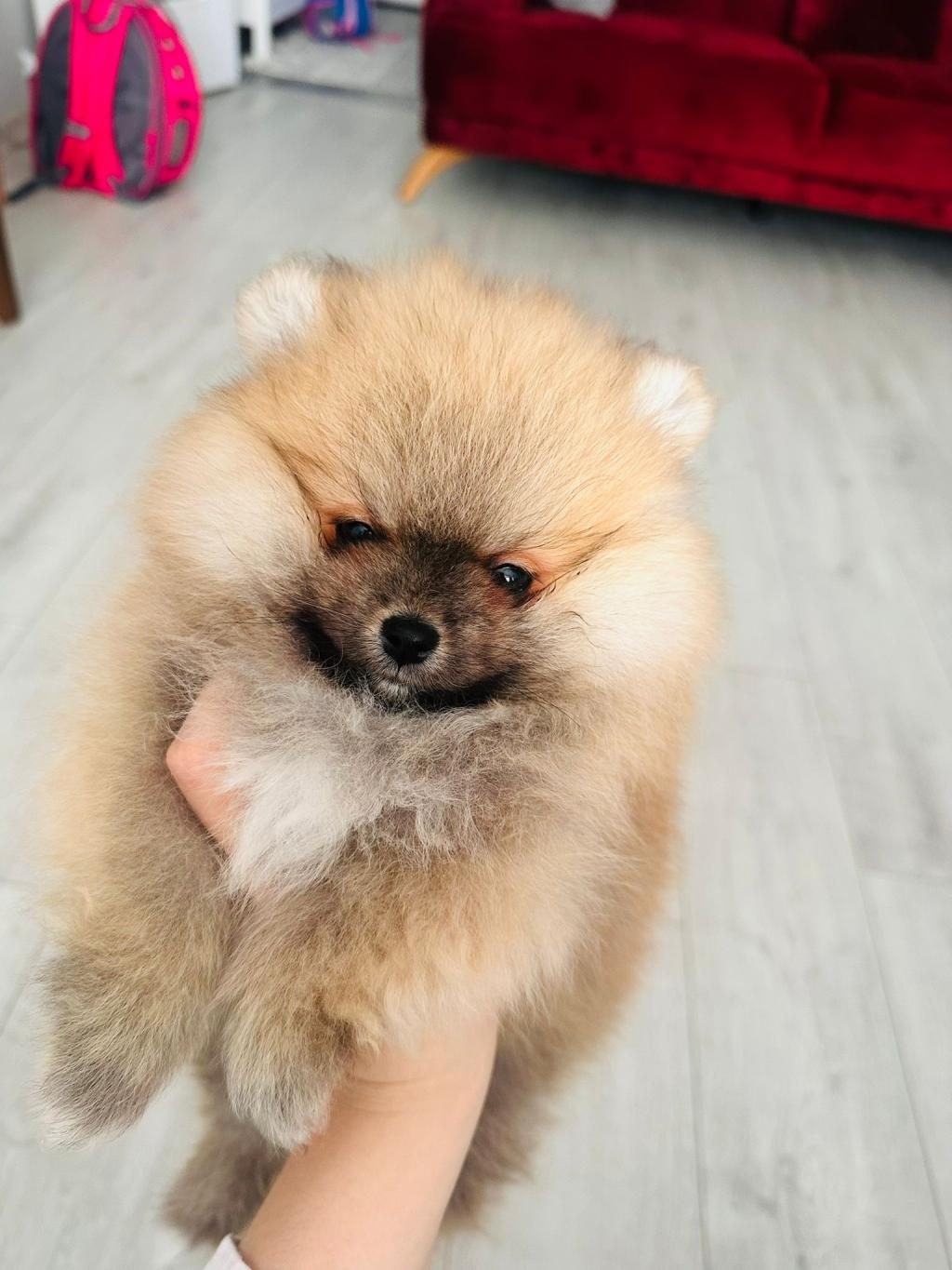ÜST DÜZEY POMERANİAN BOO