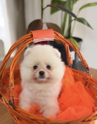 BEYAZ POMERANİAN BOO YAVRULARIMIZ
