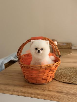 TEDDY BEAR POMERANİAN YAVRULARIMIZ