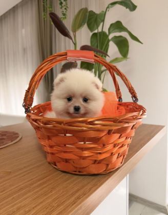 BEYAZ POMERANİAN BOO YAVRULARIMIZ