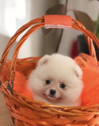 BEYAZ POMERANİAN BOO YAVRULARIMIZ