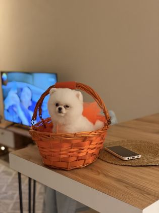 AYI SURAT POMERANİAN BOO