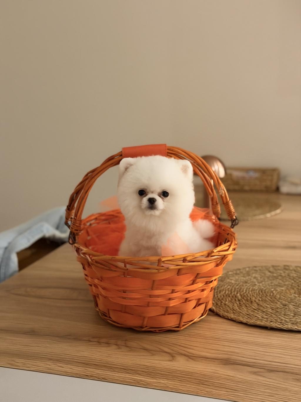 AYI SURAT POMERANİAN BOO