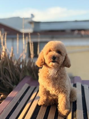 ÜST KALİTE TOY POODLE