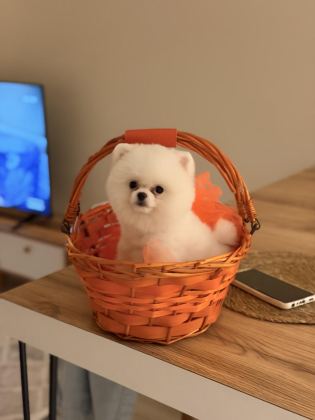 AYI SURAT POMERANİAN BOO