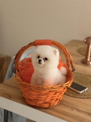 AYI SURAT POMERANİAN BOO