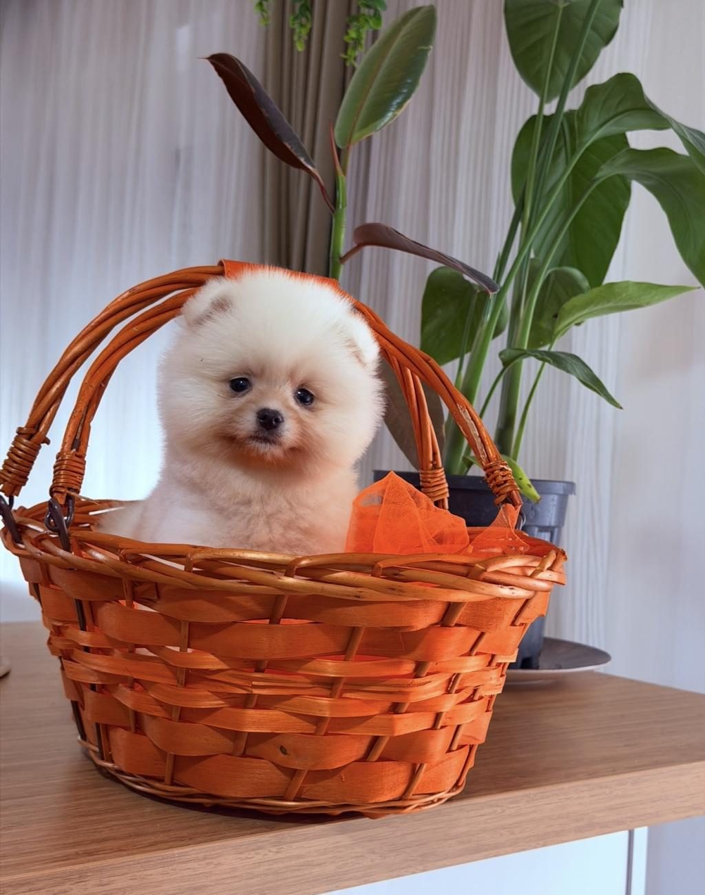 BEYAZ POMERANİAN BOO YAVRULARIMIZ