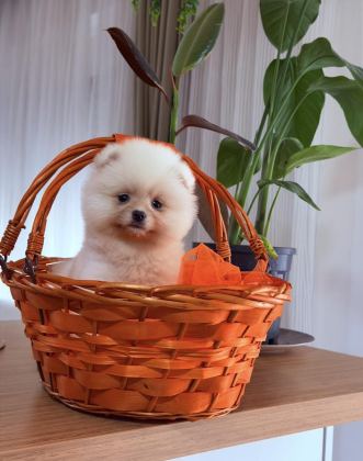BEYAZ POMERANİAN BOO YAVRULARIMIZ