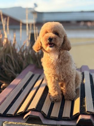 ÜST KALİTE TOY POODLE