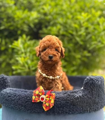 SAFKAN TOY POODLE YAVRU KÖPEKLER
