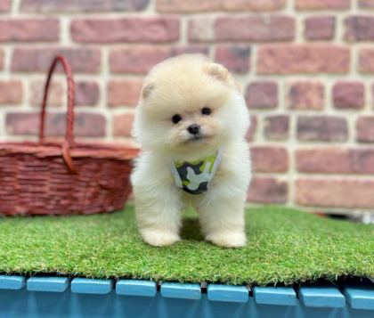 SAFKAN POMERANİAN BOO YAVRULARIMIZ