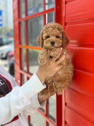 SAFKAN TOY POODLE YAVRULARIMIZ