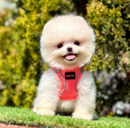 SAFKAN POMERANİAN BOO YAVRULARIMIZ
