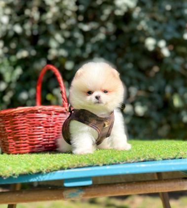 SAFKAN POMERANİAN BOO YAVRULARIMIZ