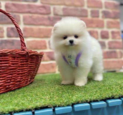 SAFKAN POMERANİAN BOO YAVRULARIMIZ