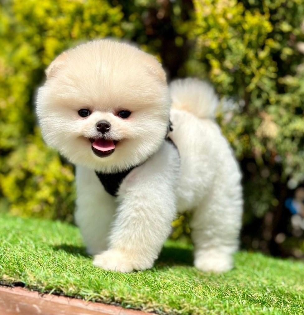 SAFKAN POMERANİAN BOO YAVRULARIMIZ
