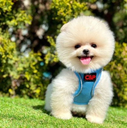 SAFKAN POMERANİAN BOO YAVRULARIMIZ