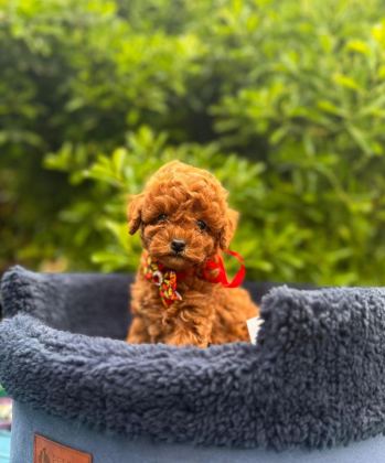 SAFKAN TOY POODLE YAVRU KÖPEKLER
