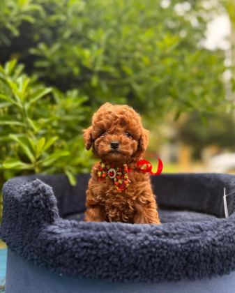 SAFKAN TOY POODLE YAVRU KÖPEKLER