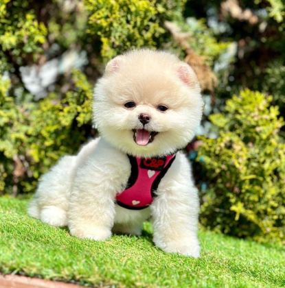 SAFKAN POMERANİAN BOO YAVRULARIMIZ