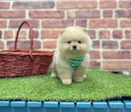 SAFKAN POMERANİAN BOO YAVRULARIMIZ