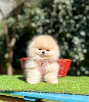 SAFKAN POMERANİAN BOO YAVRULARIMIZ