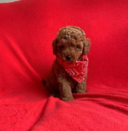 SAFKAN TOY POODLE YAVRULARIMIZ