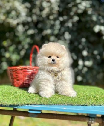 SAFKAN POMERANİAN BOO YAVRULARIMIZ