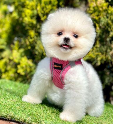 SAFKAN POMERANİAN BOO YAVRULARIMIZ