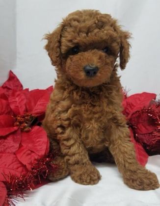SAFKAN TOY POODLE YAVRULARIMIZ
