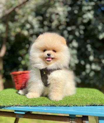 SAFKAN POMERANİAN BOO YAVRULARIMIZ