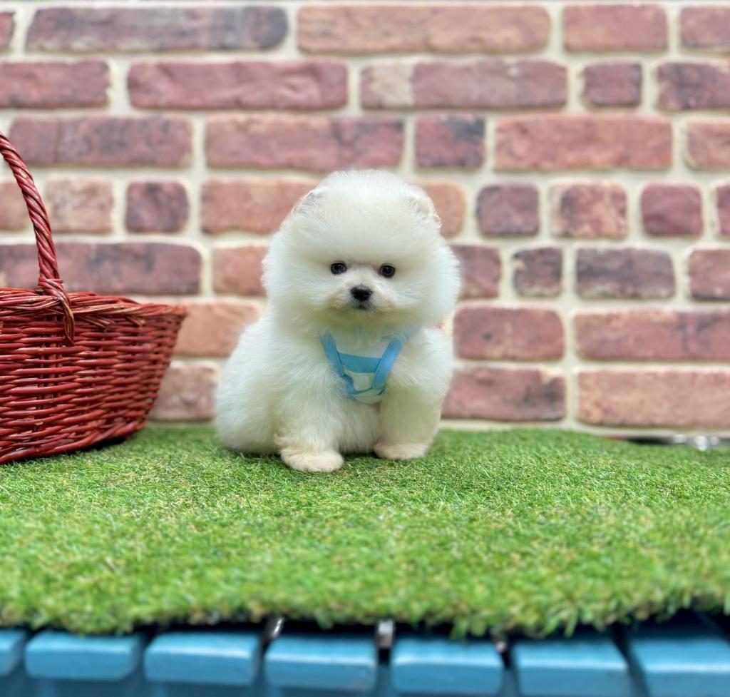 SAFKAN POMERANİAN BOO YAVRULARIMIZ