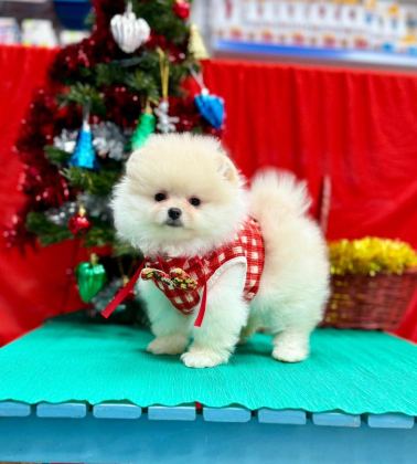 SAFKAN POMERANİAN BOO YAVRULARIMIZ