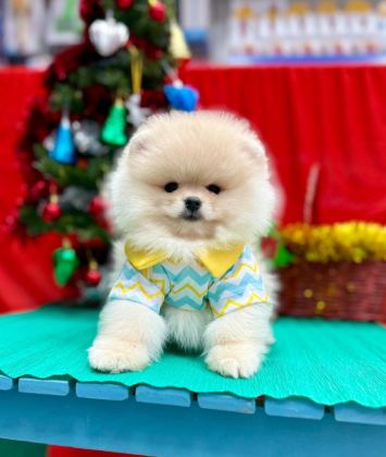 SAFKAN POMERANİAN BOO YAVRULARIMIZ