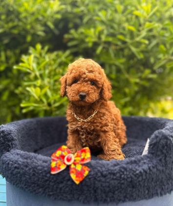 SAFKAN TOY POODLE YAVRU KÖPEKLER
