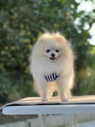 KUTUP AYISI POMERANİAN BOO