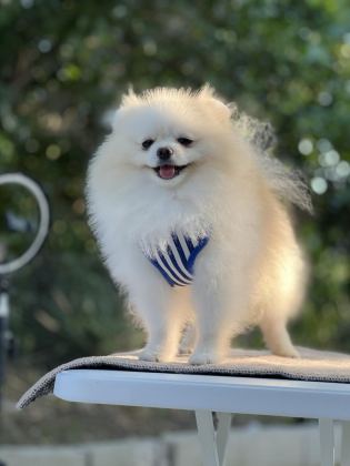 KUTUP AYISI POMERANİAN BOO