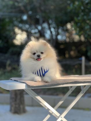 KUTUP AYISI POMERANİAN BOO