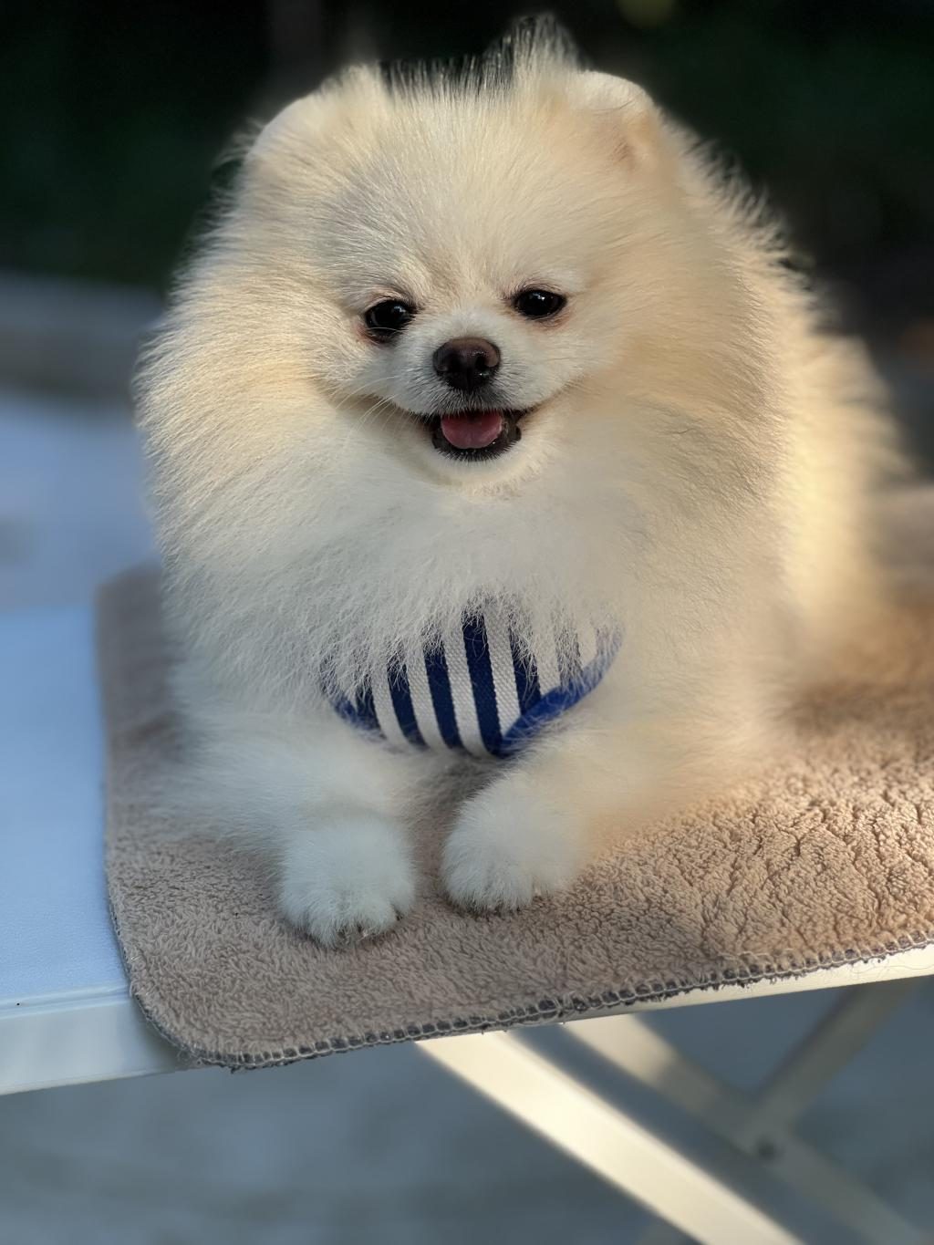 KUTUP AYISI POMERANİAN BOO