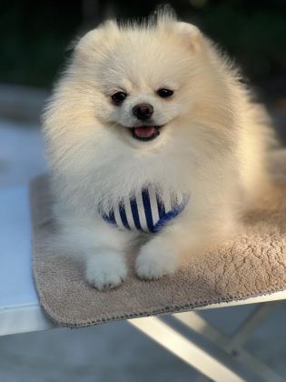 KUTUP AYISI POMERANİAN BOO
