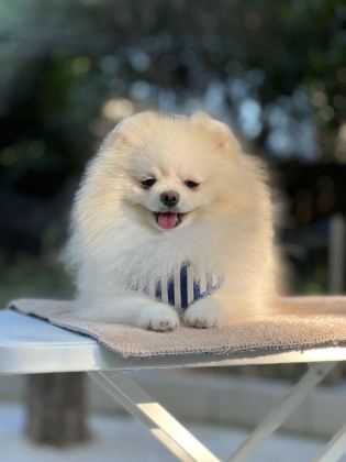 KUTUP AYISI POMERANİAN BOO